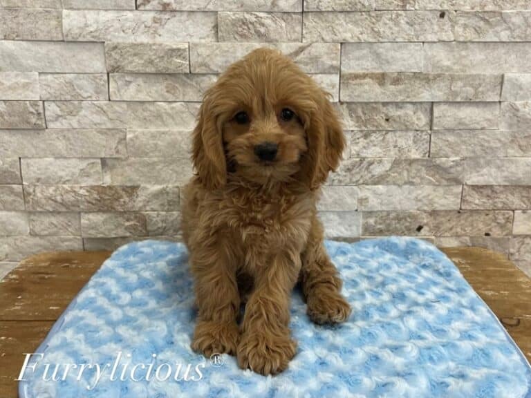 Luke - Cockapoo