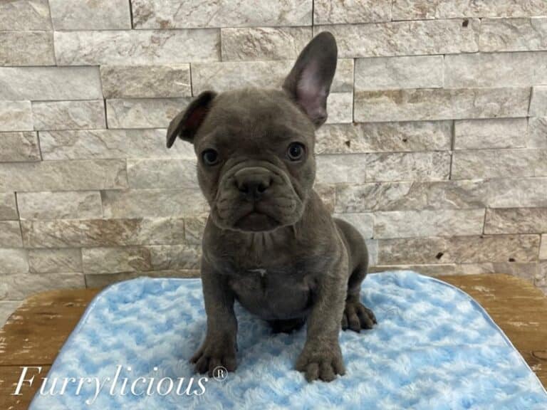 Bandit - French Bulldog