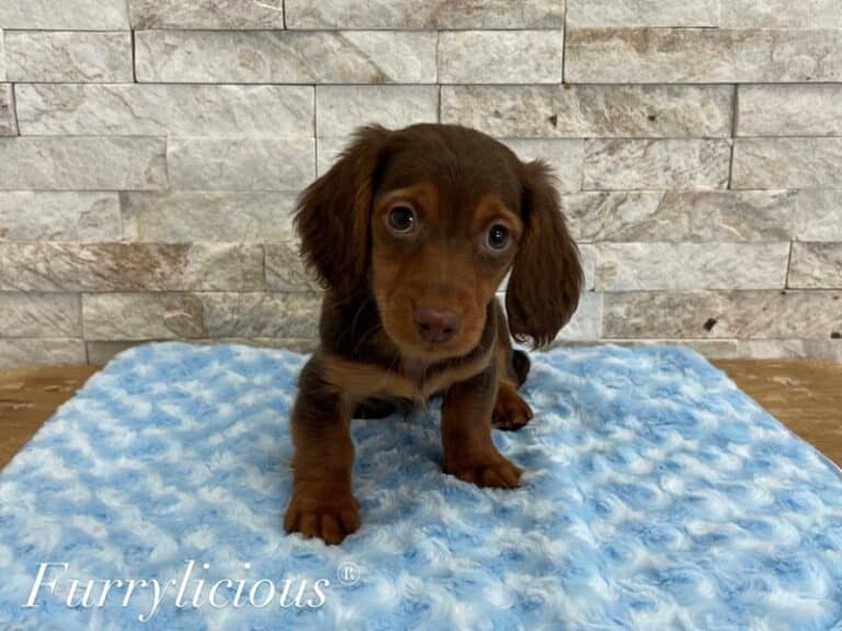 Felix - Dachshund