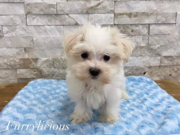 Nico - Maltese