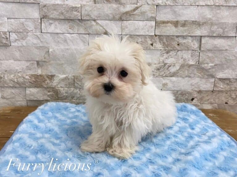 Beckett - Maltese
