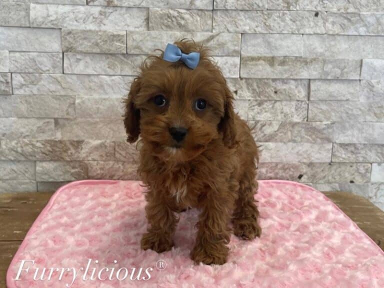 Opal - Cavapoo