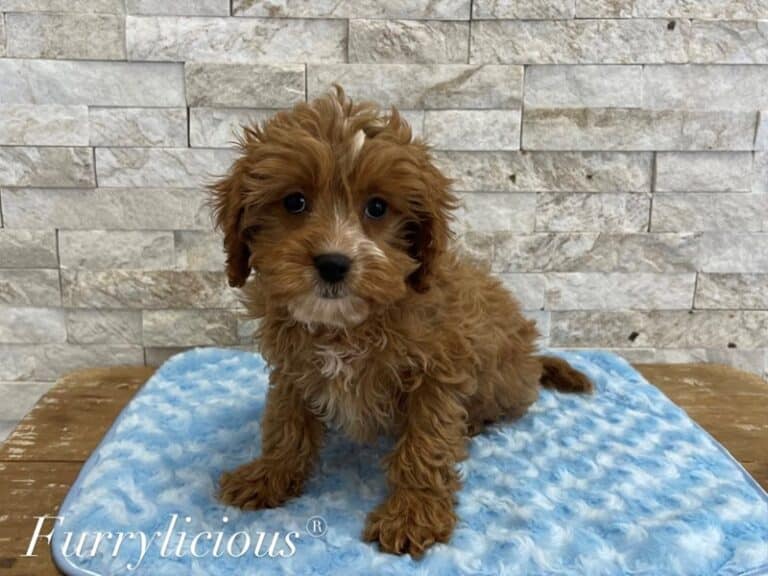 Oakley - Cavapoo