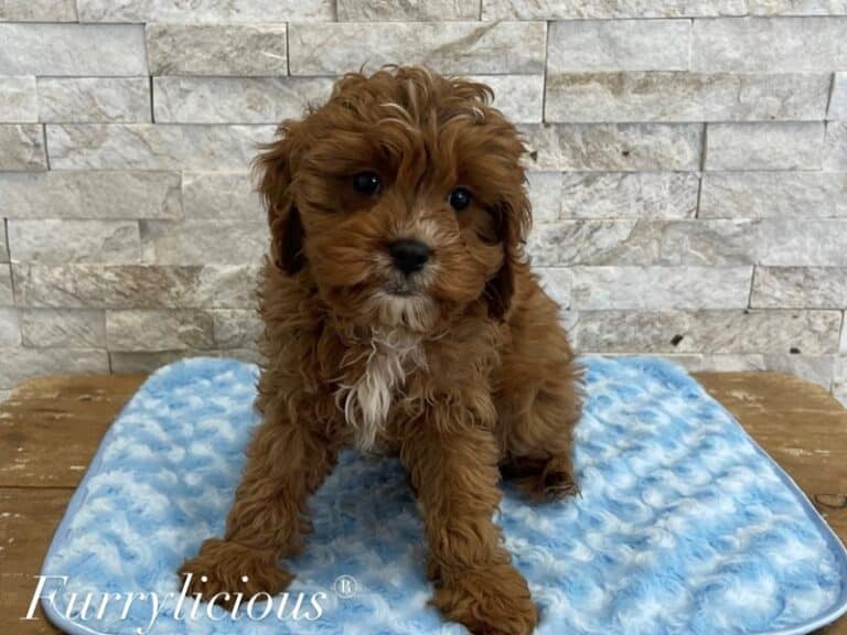Chester - Cavapoo