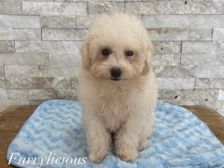 Hudson - Poodle Mini