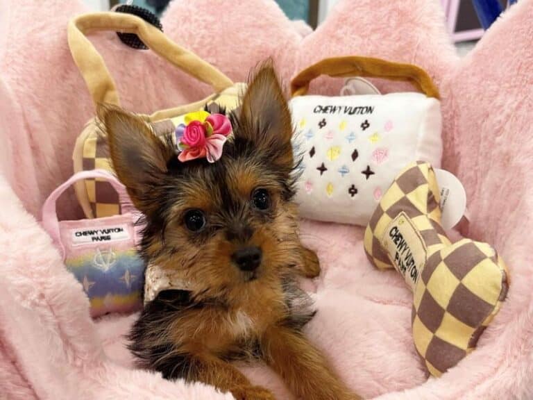 Yorkshire Terrier - Yorkshire Terrier