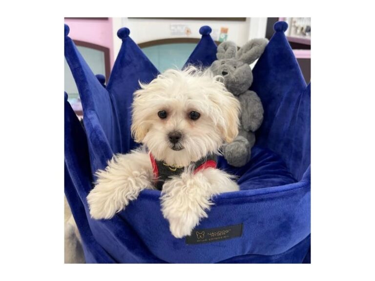 ShizaPoo - ShizaPoo