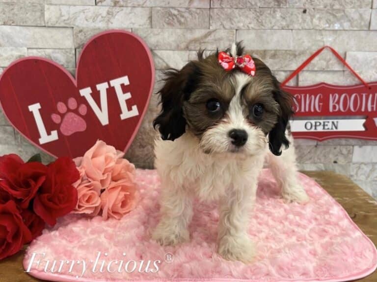 Tilly - Cavachon