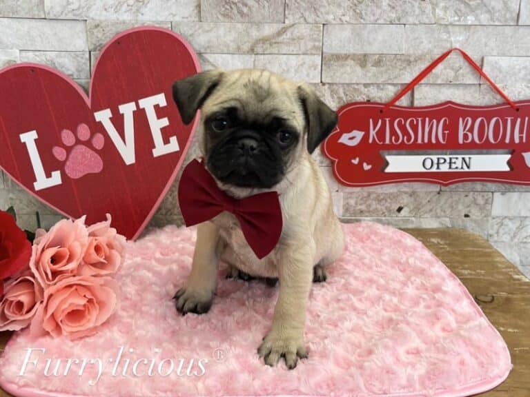 Cosmo - Pug