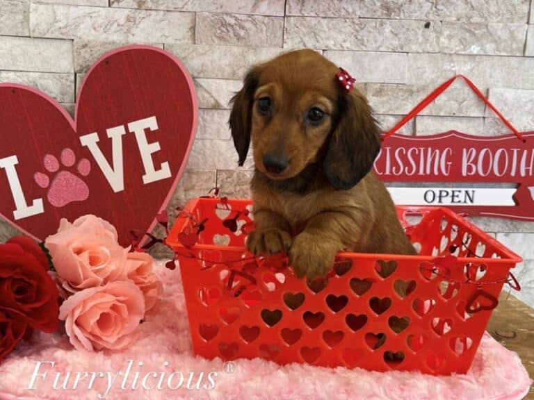 Layla - Dachshund