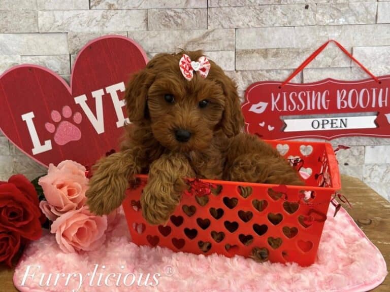 Persia - Cavapoo