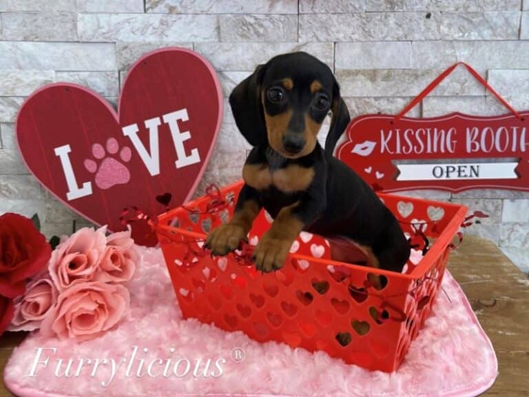 Leona - Dachshund