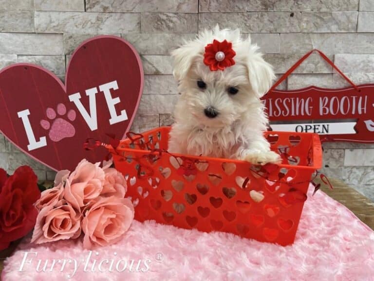 Gracie - Maltese