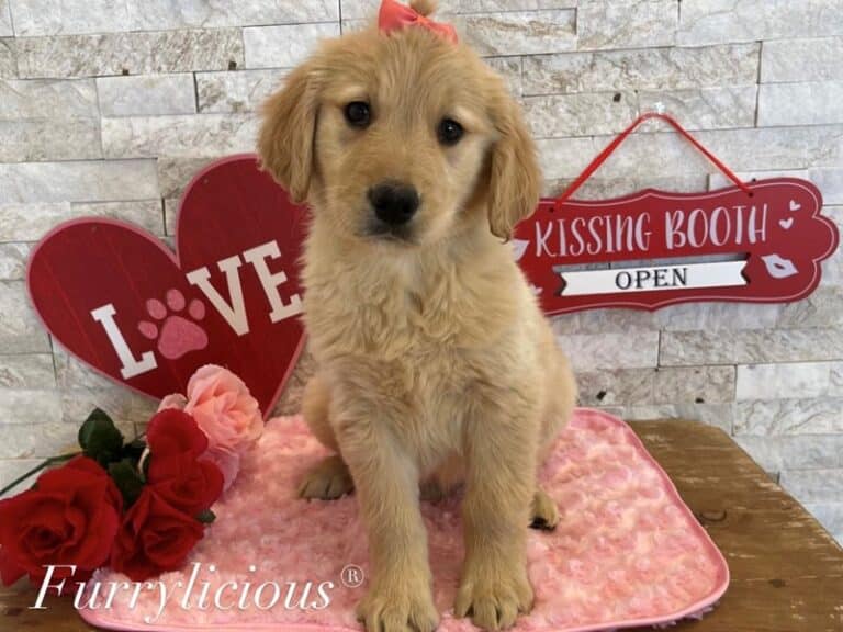 Lucy - Golden Retriever