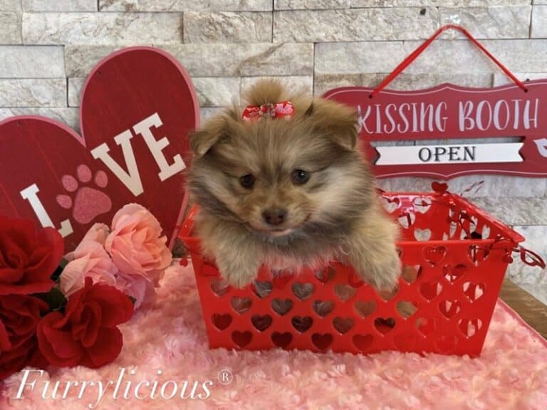 Honey - Pomeranian