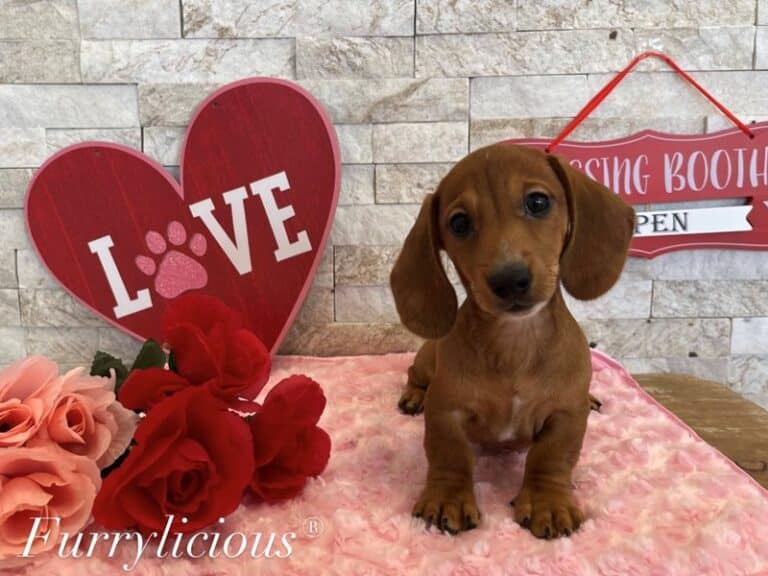 Meyer - Dachshund