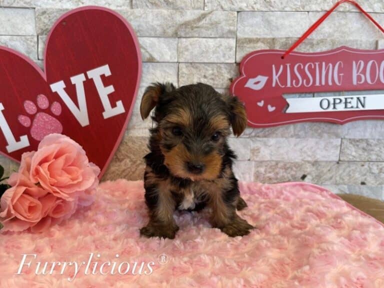 Hunter - Yorkshire Terrier