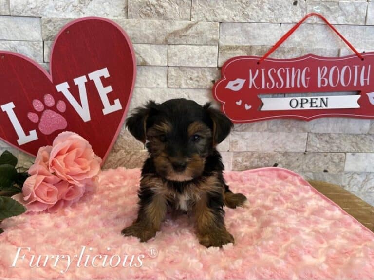 Jasper - Yorkshire Terrier