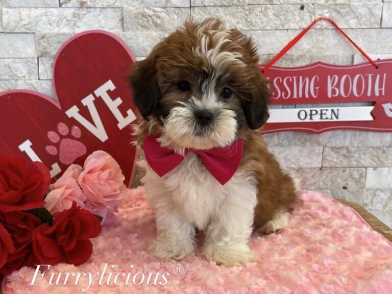 Frodo - Shipoo