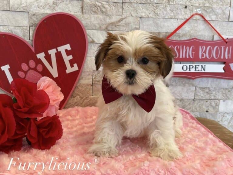 Sam - Shipoo