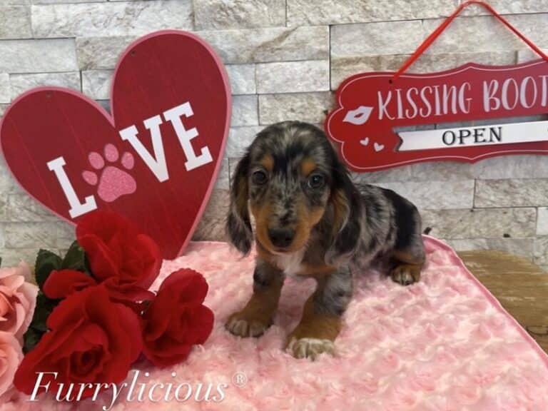 Cedric - Dachshund