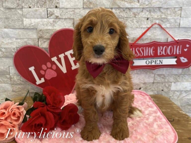 Binx - Goldendoodle Mini