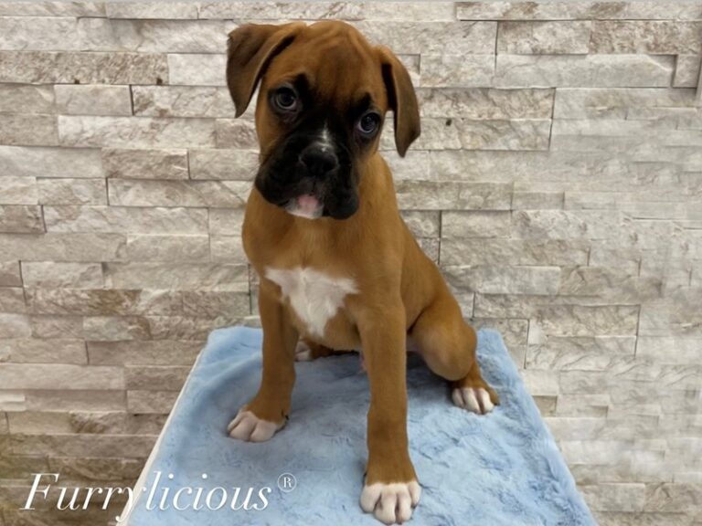 Boxer - Boxer