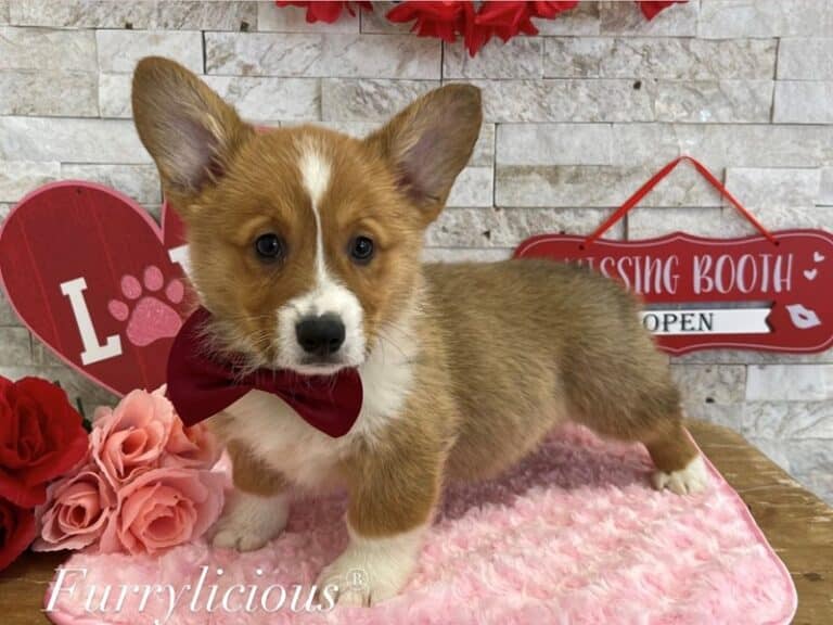 Nigel - Pembroke Welsh Corgi