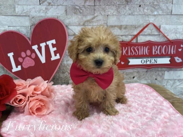 Willie - Cavapoo
