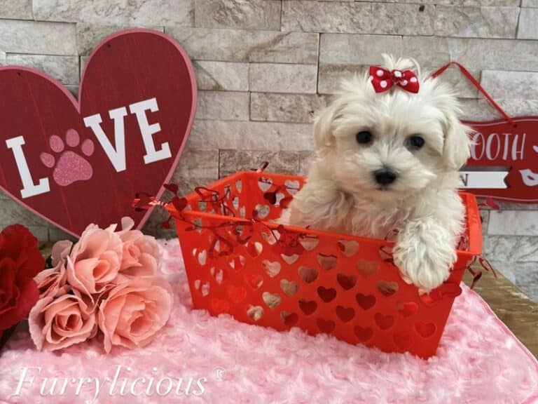 Hannah - Maltese