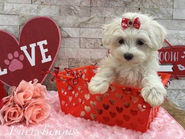 Addison - Maltese