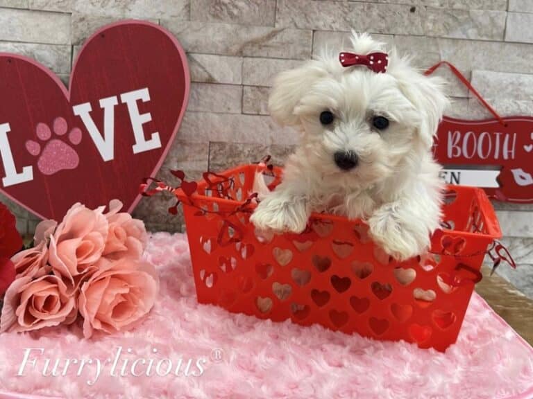 Nova - Maltese