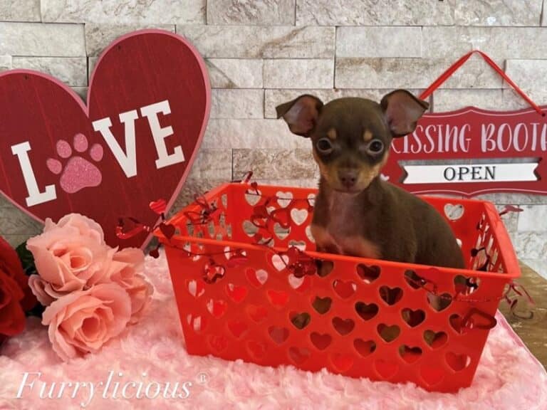 Lilly - Chihuahua