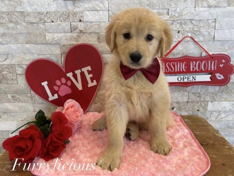 Murphy - Golden Retriever