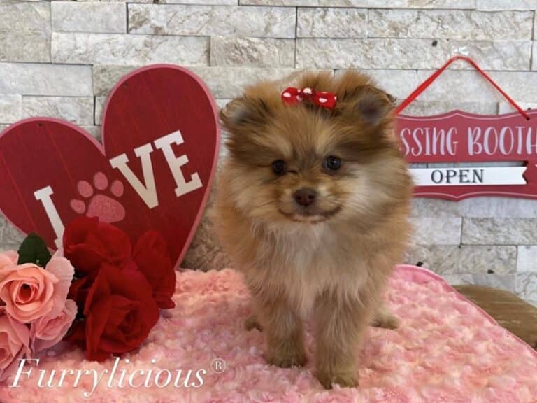 Emma - Pomeranian