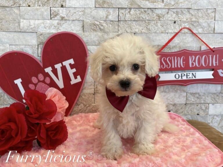 Romeo - Bichon Frise