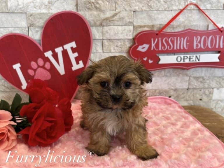 Squirt - Morkie