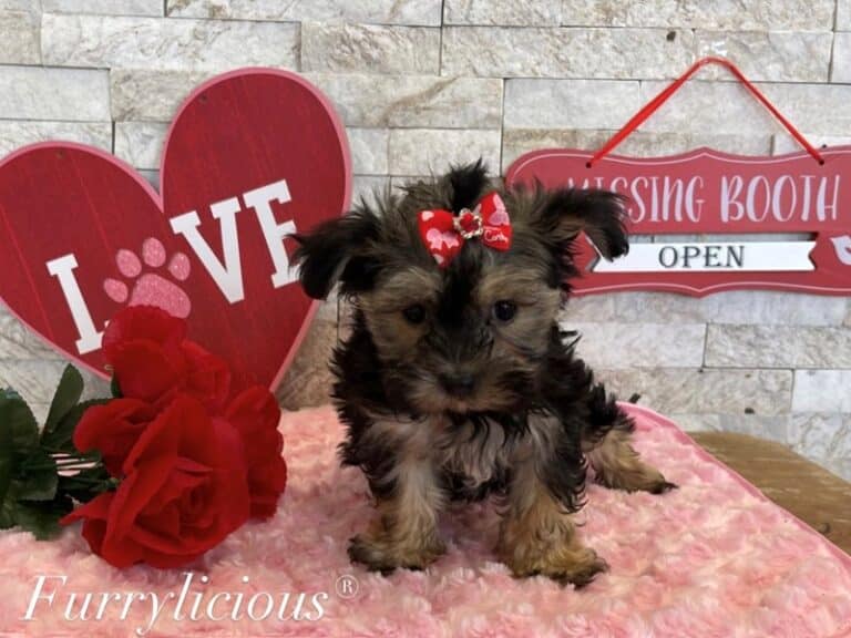 Olivia - Morkie