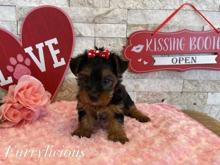 Rosie - Yorkshire Terrier
