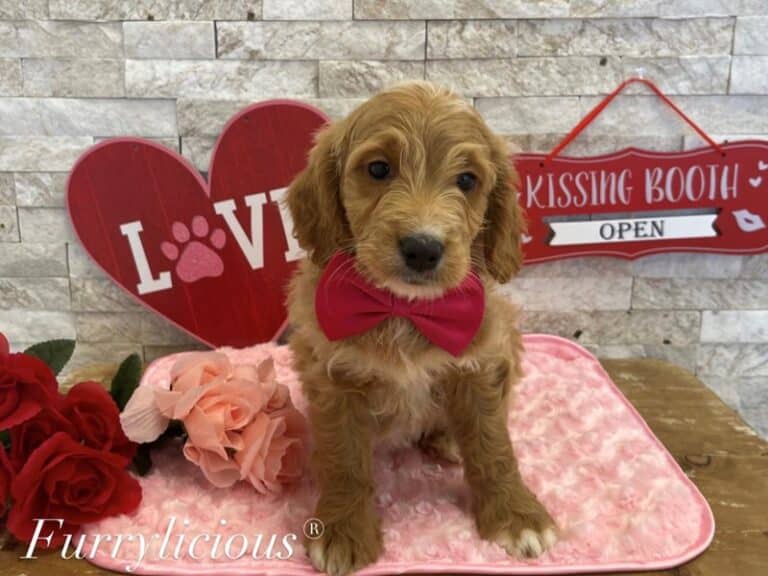 Gus - Goldendoodle Mini