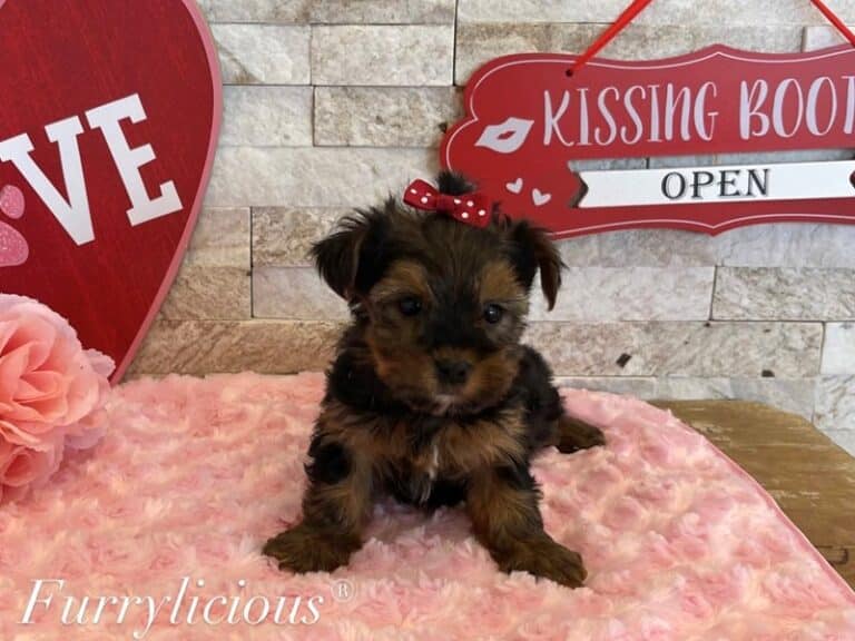 Daisy - Yorkshire Terrier