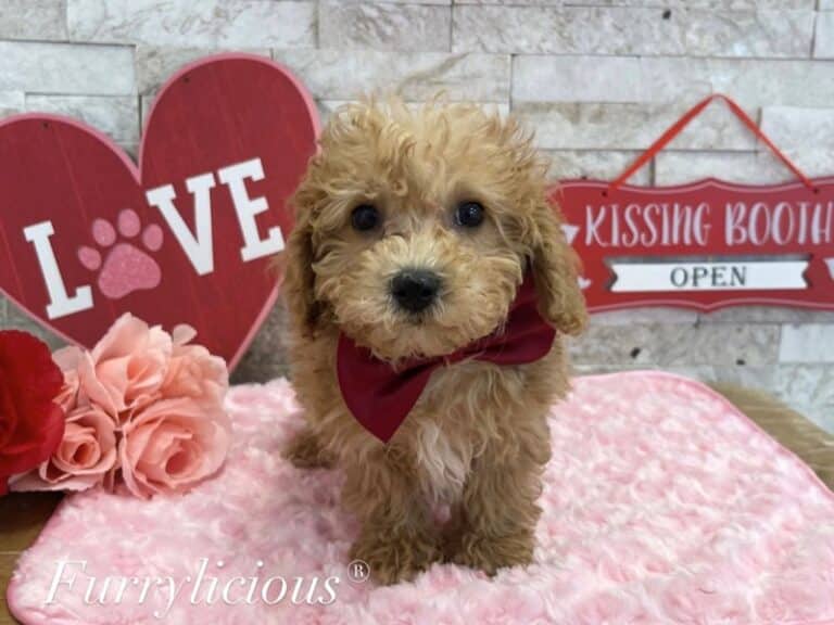 Dylan - Cavapoo