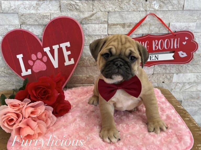 Mini Bulldog - Mini Bulldog