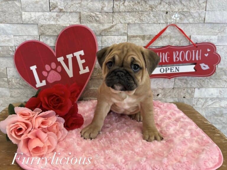 Mini Bulldog - Mini Bulldog
