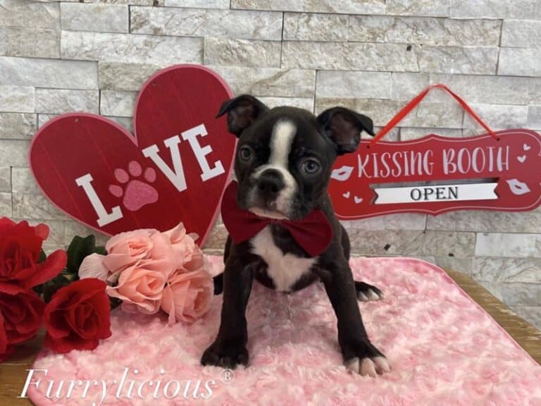 Boston Terrier - Boston Terrier