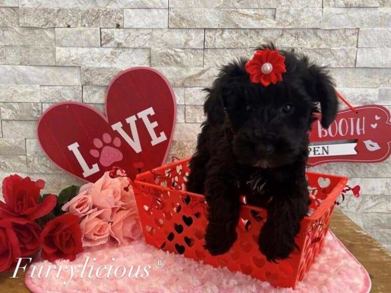 Schnoodle - Schnoodle