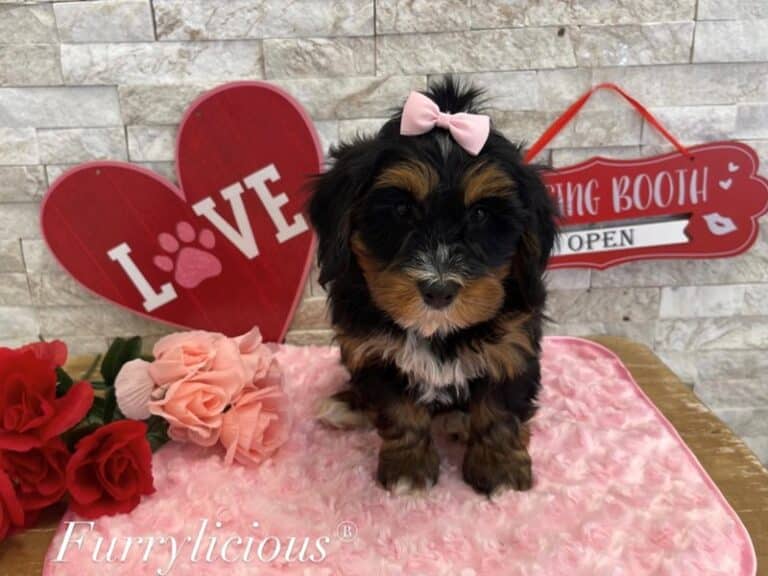 Bernedoodle Mini 2nd Gen - Bernedoodle Mini 2nd Gen