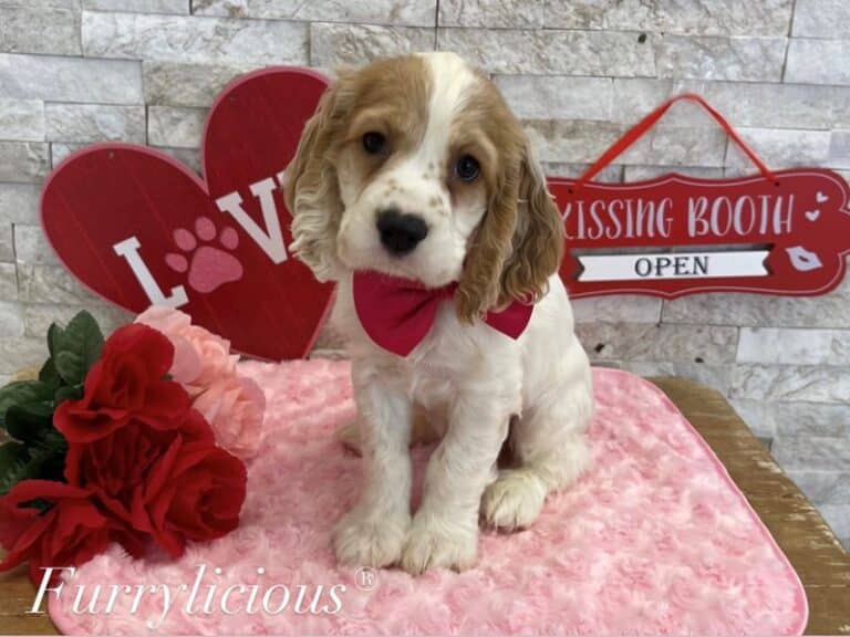 Cocker Spaniel - Cocker Spaniel