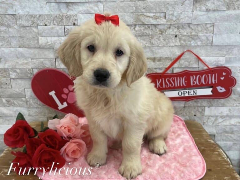 Golden Retriever - Golden Retriever