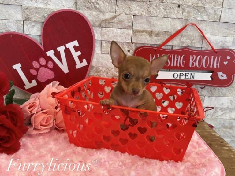 Chihuahua - Chihuahua